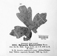 Mycosphaerella septorioides image
